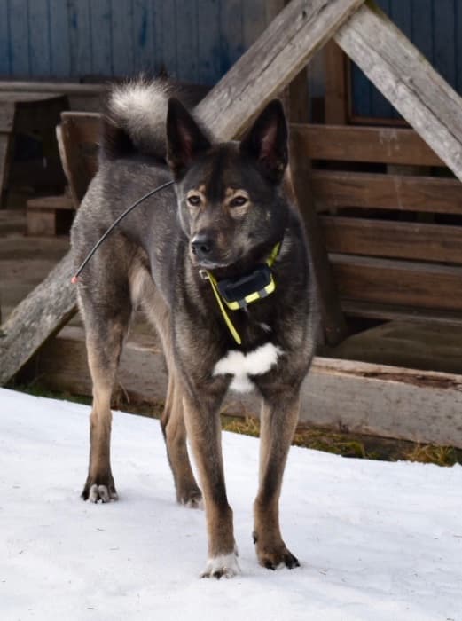 Skalltorpets Chila (Järva)