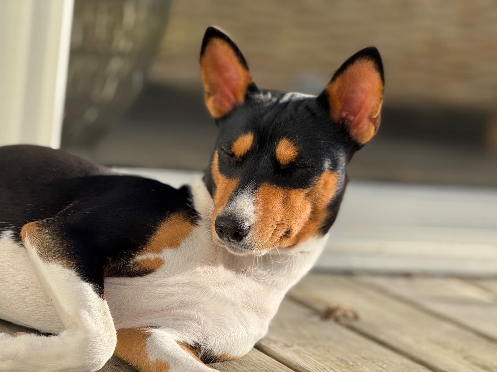 En Basenji som ligger i solen och njuter