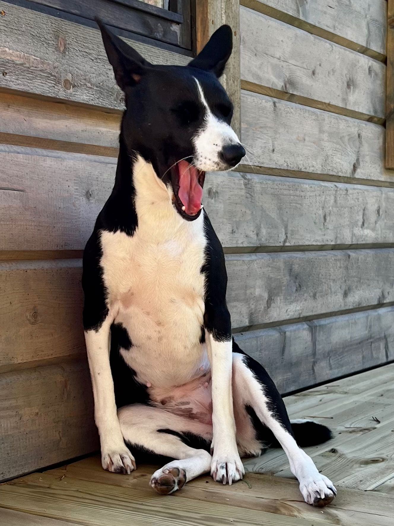 En gäspande Basenji utomhus