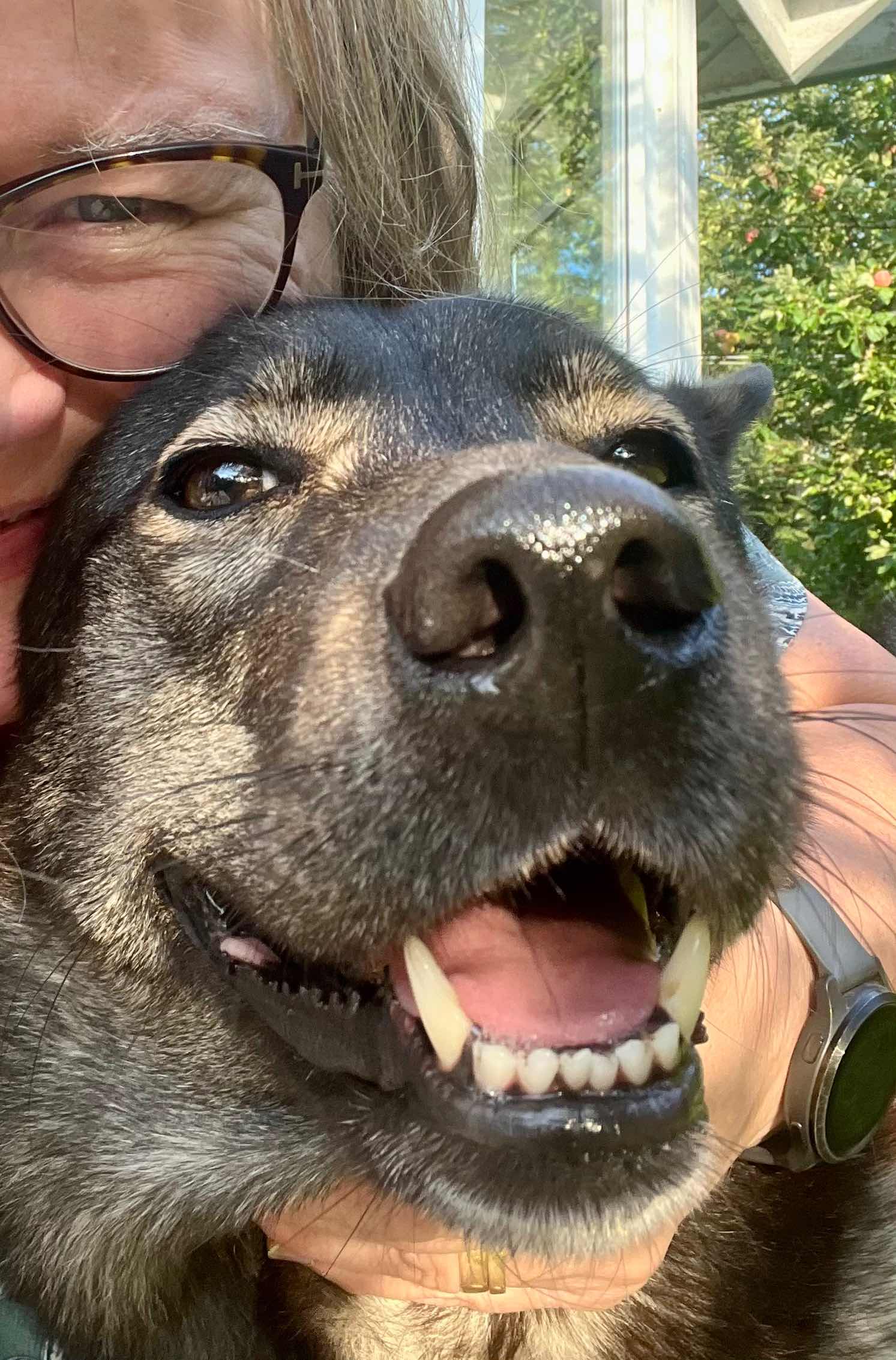 En närbild på en hund