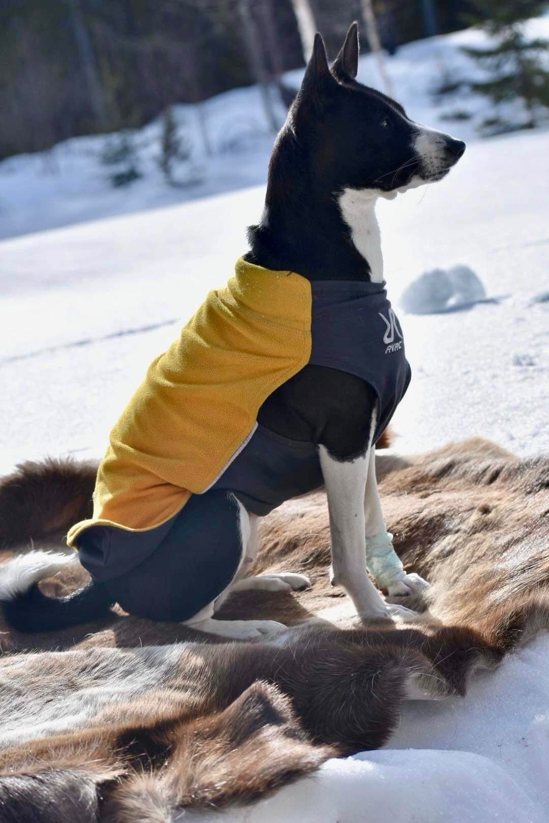 En Basenji som sitter med en tröja och solar i vintersolen