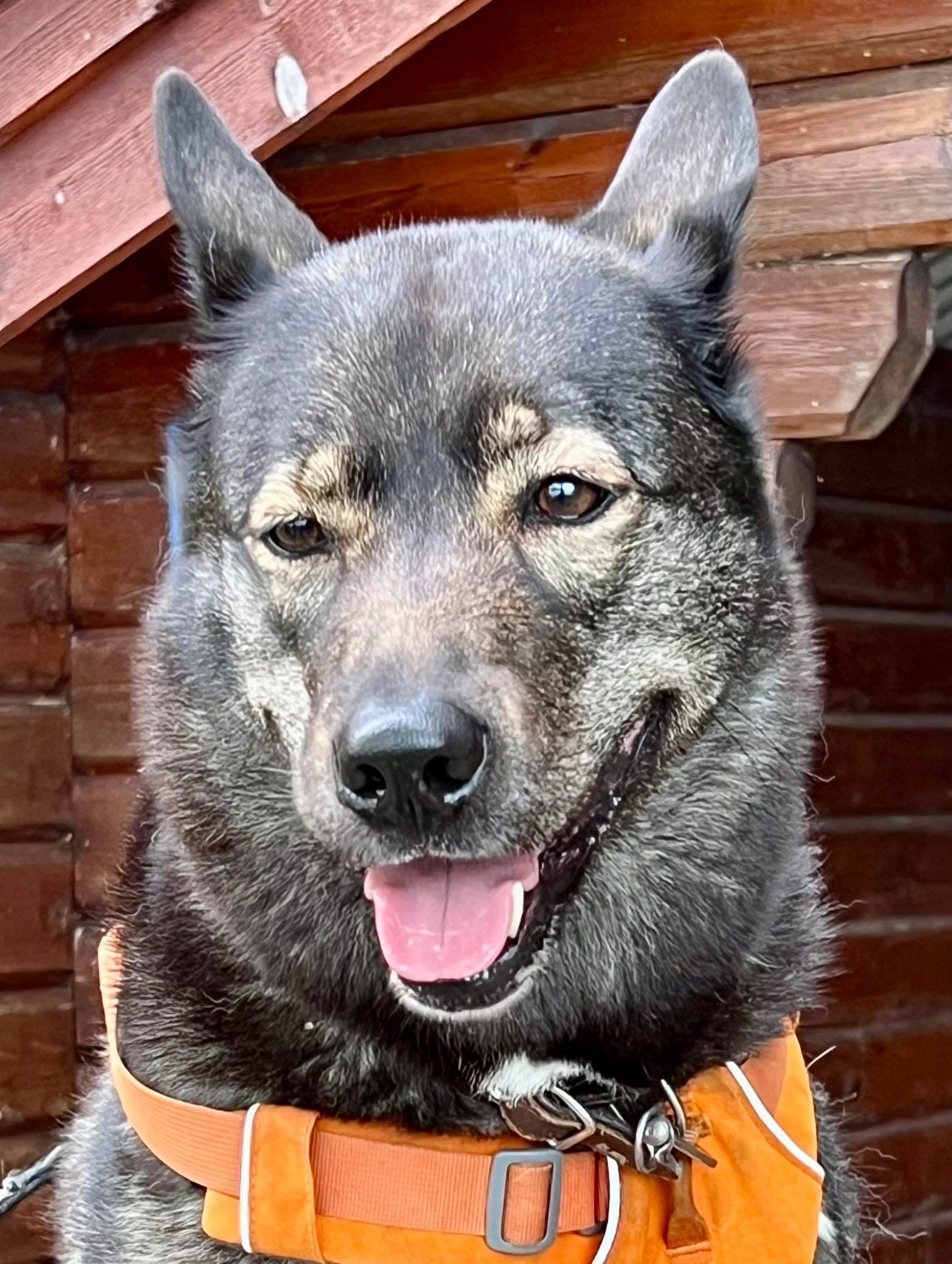 Ansiktsbild på en Östsibirisk Laika