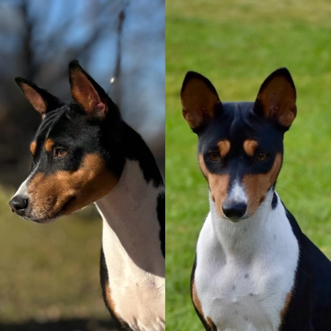Kennel Mwindaji – Nyheter