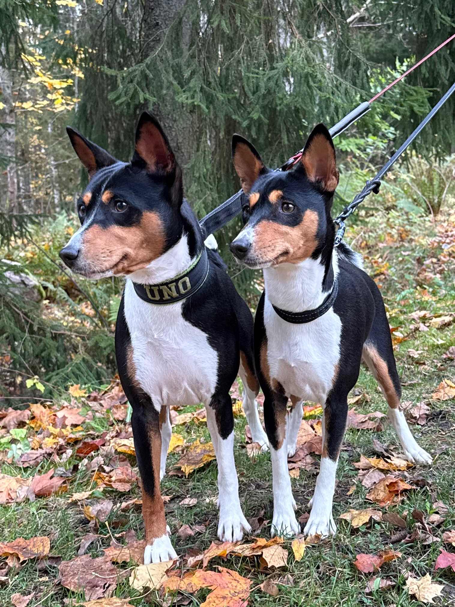 Kennel Mwindaji – Nyheter